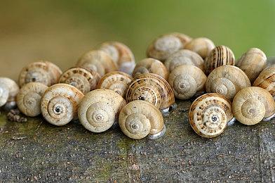 搜打撤新游《逃离鸭科夫》亮相苹果开发者大会 Steam试玩已开启